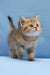 Bella | scottish straight kitten