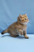 Bella | scottish straight kitten