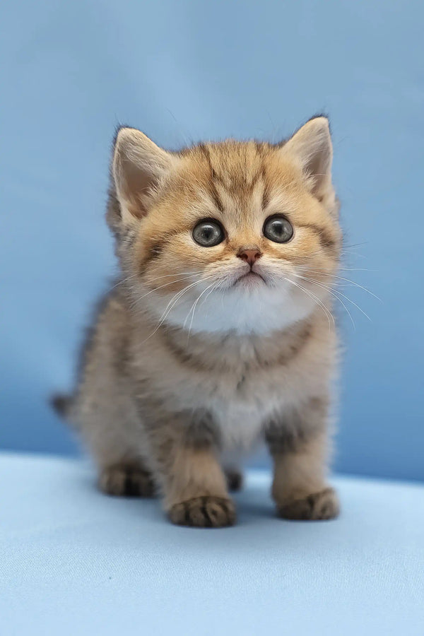 Bella | scottish straight kitten