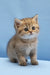 Bella | scottish straight kitten