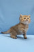 Bella | scottish straight kitten
