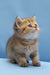 Bella | scottish straight kitten