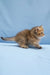Bella | scottish straight kitten
