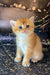 Adorable orange Scottish Straight kitten with bright blue eyes, named Bella