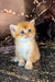 Cute orange and white Scottish Straight kitten with bright blue eyes in Bella product