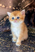 Adorable orange and white Scottish Straight Kitten with bright blue eyes