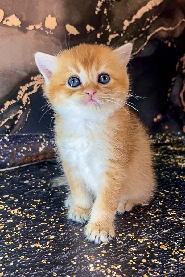 Adorable orange and white Scottish Straight kitten Bella with big blue eyes