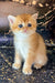 Adorable orange and white Scottish Straight kitten with big blue eyes named Bella