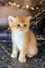 Adorable orange tabby Scottish Straight Kitten with big blue eyes named Bella