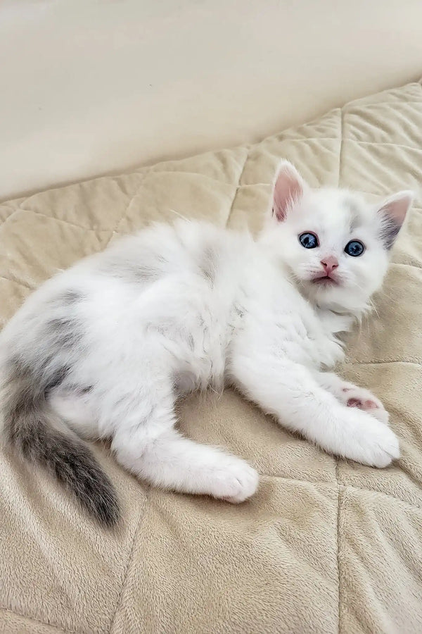 Bella | siberian kitten