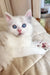 Bella | siberian kitten