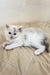 Bella | siberian kitten