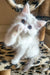 Bella | siberian kitten