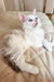 Bella | siberian kitten