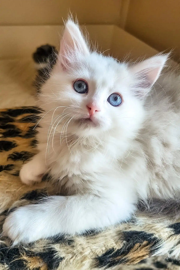 Bella | siberian kitten