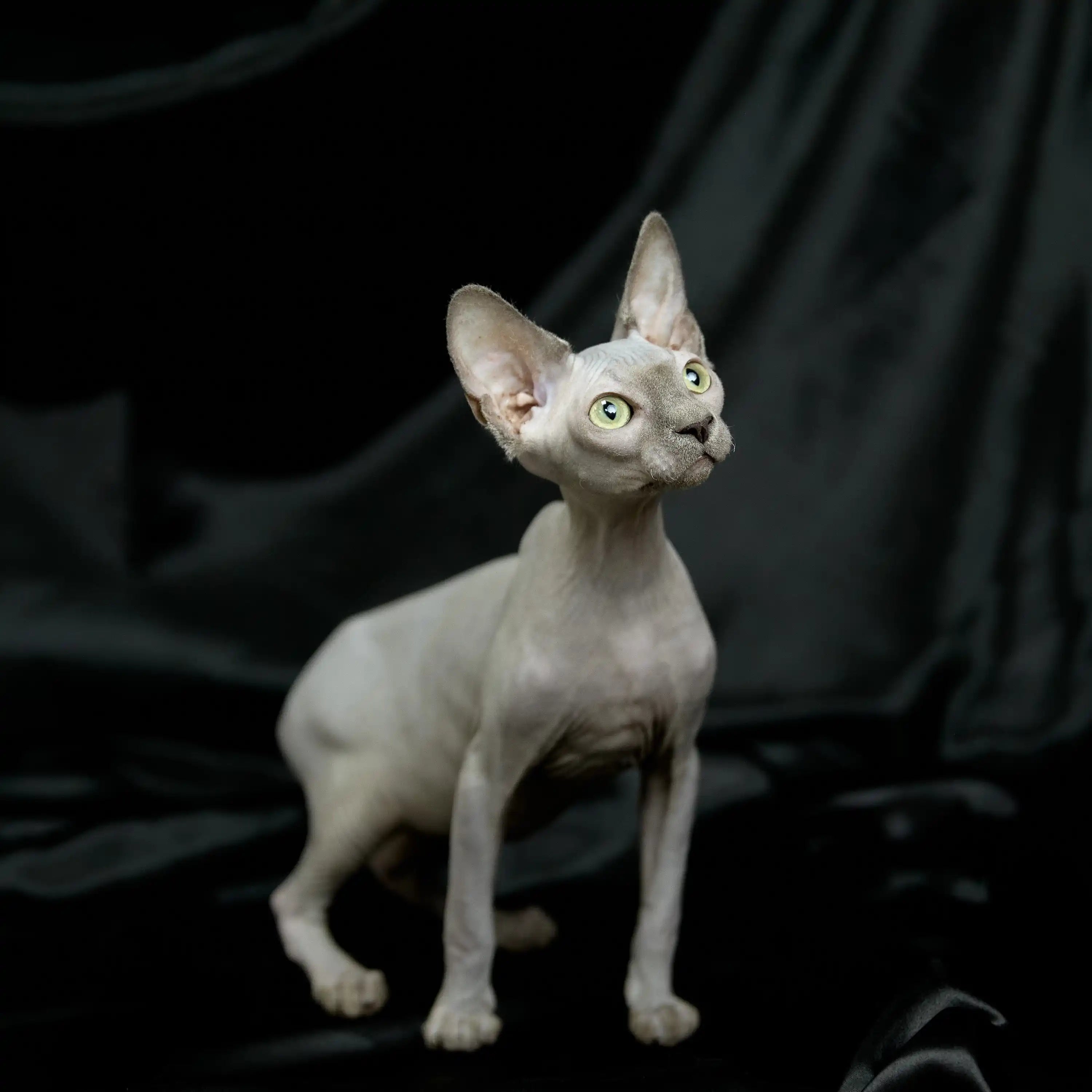 AVADA - Best Sellers Bella| Sphynx Kitten | Adopted