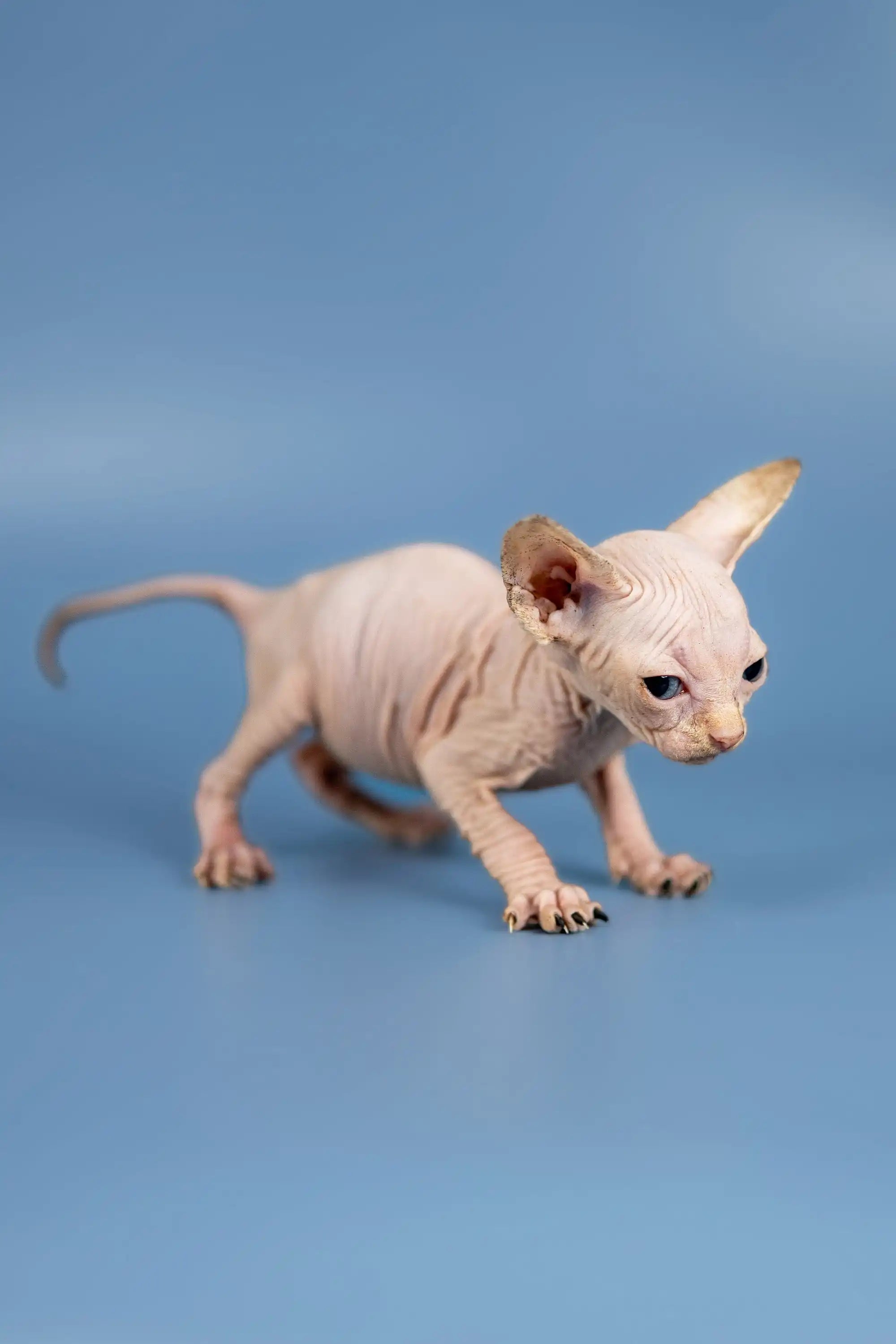 Hairless Sphynx Cats for Sale Bella | Kitten