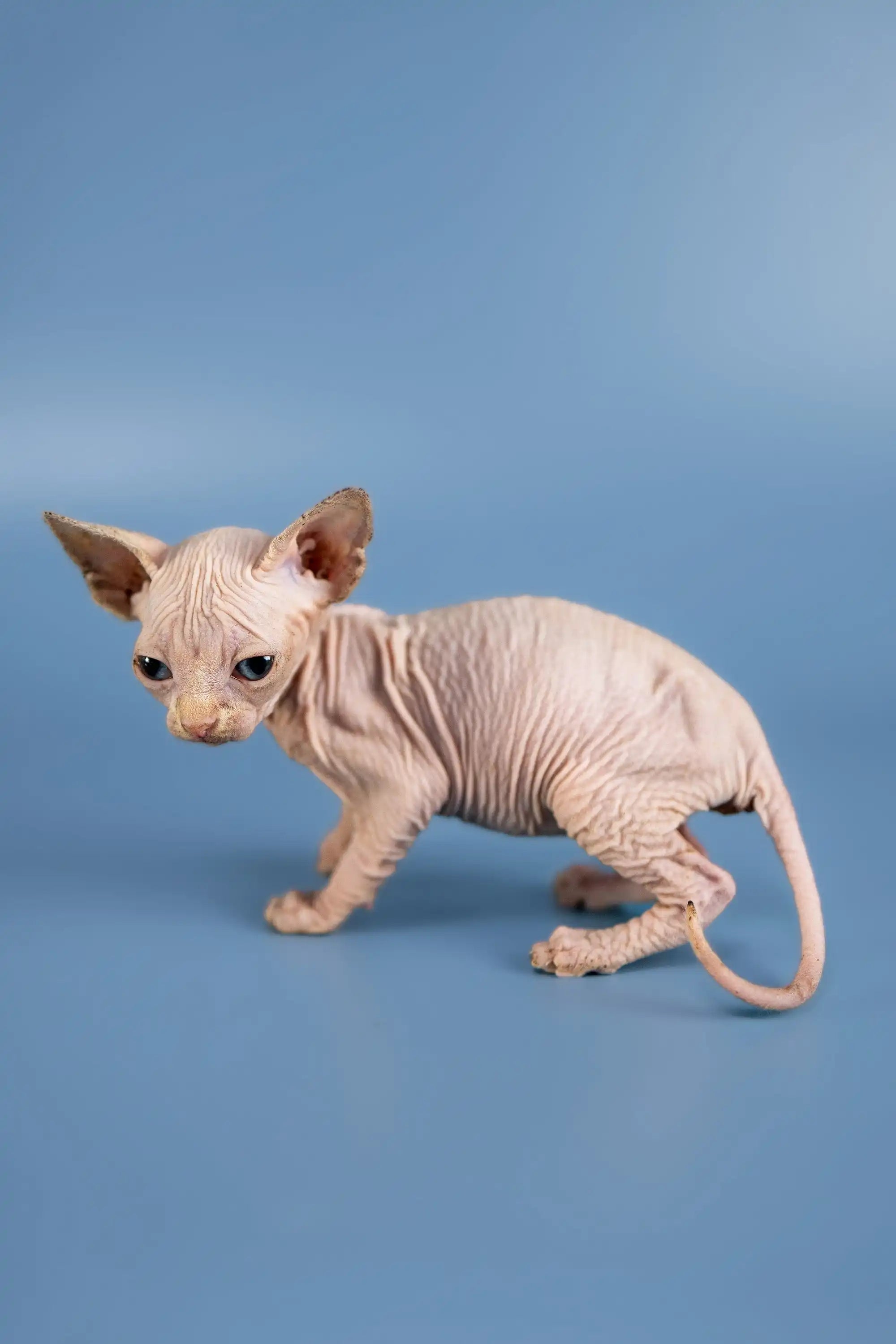 Hairless Sphynx Cats for Sale Bella | Kitten