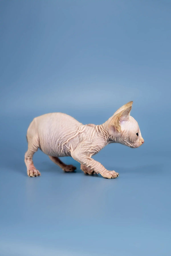 Cute Sphynx kitten Bella today, showcasing her wrinkled skin and big ears while walking