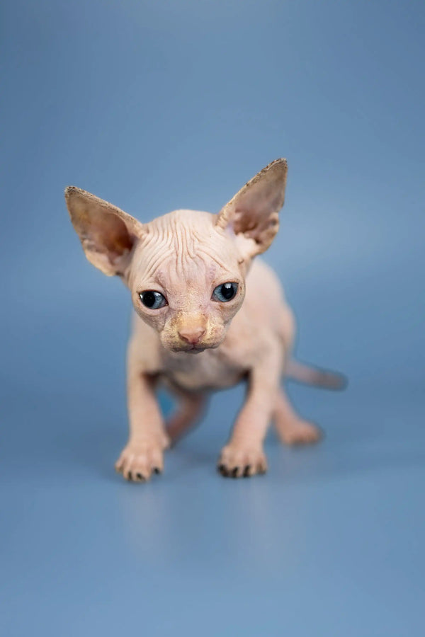 Adorable Hairless Sphynx kitten named Bella today with big ears and cute wrinkly skin