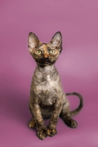 BASIC CARE AND MAINTENANCE OF THE DEVON REX BREED CATS