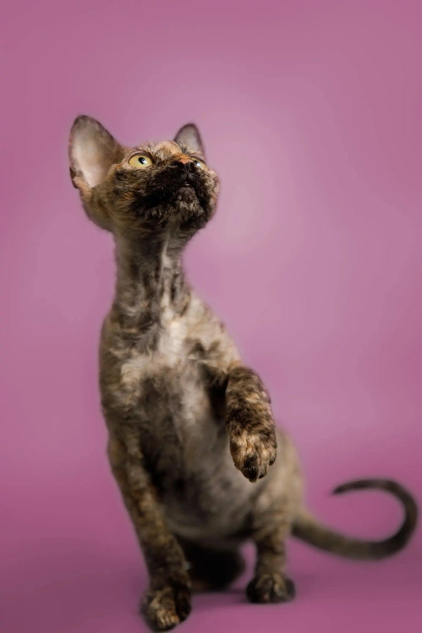 Cute Devon Rex kitten sitting upright with its head tilted back, showcasing its charm