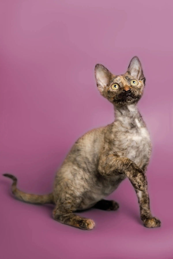 Hairless Devon Rex kitten with mottled skin and big ears sitting upright