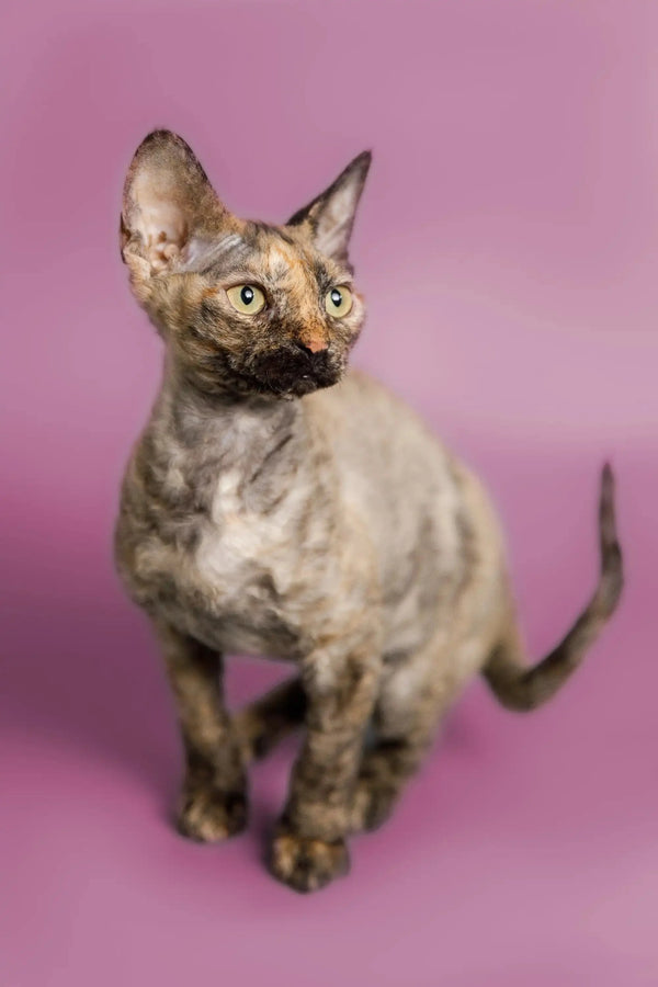 Hairless Devon Rex kitten with mottled skin and big ears standing alert