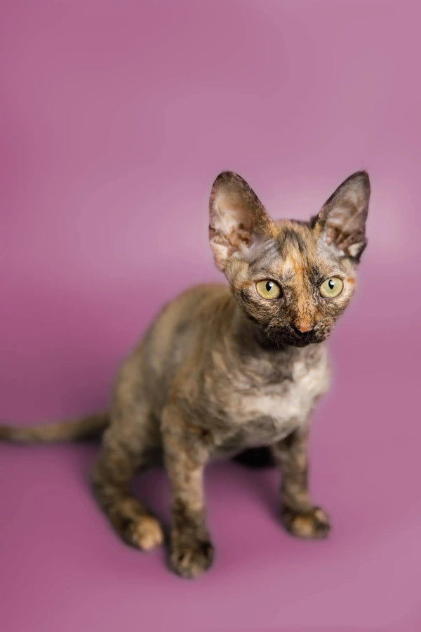 Tortoiseshell Devon Rex kitten Belle with big ears and wrinkled skin, super cute!
