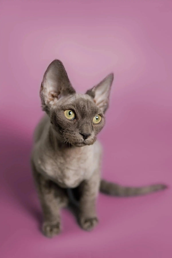 Gray Devon Rex kitten with big ears and bright yellow eyes, perfect cuddle buddy