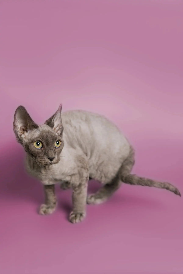 Gray Devon Rex kitten named Ben with big ears and a sleek body