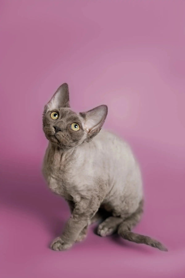 Adorable Gray Devon Rex kitten named Ben with big ears and a curly coat
