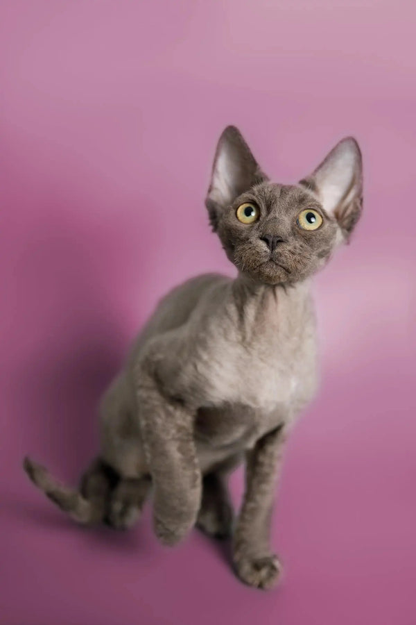 Gray Devon Rex kitten with big ears and bright eyes sitting upright