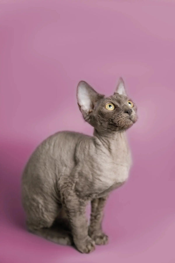 Gray Hairless Devon Rex Kitten with Large Ears and Stunning Green Eyes