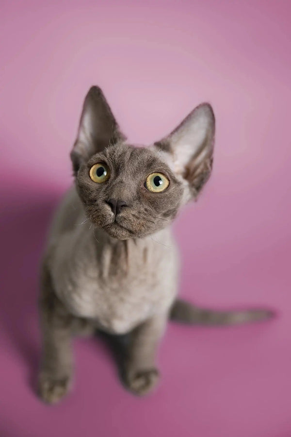 Gray Devon Rex kitten with large ears and bright yellow eyes, perfect for your home