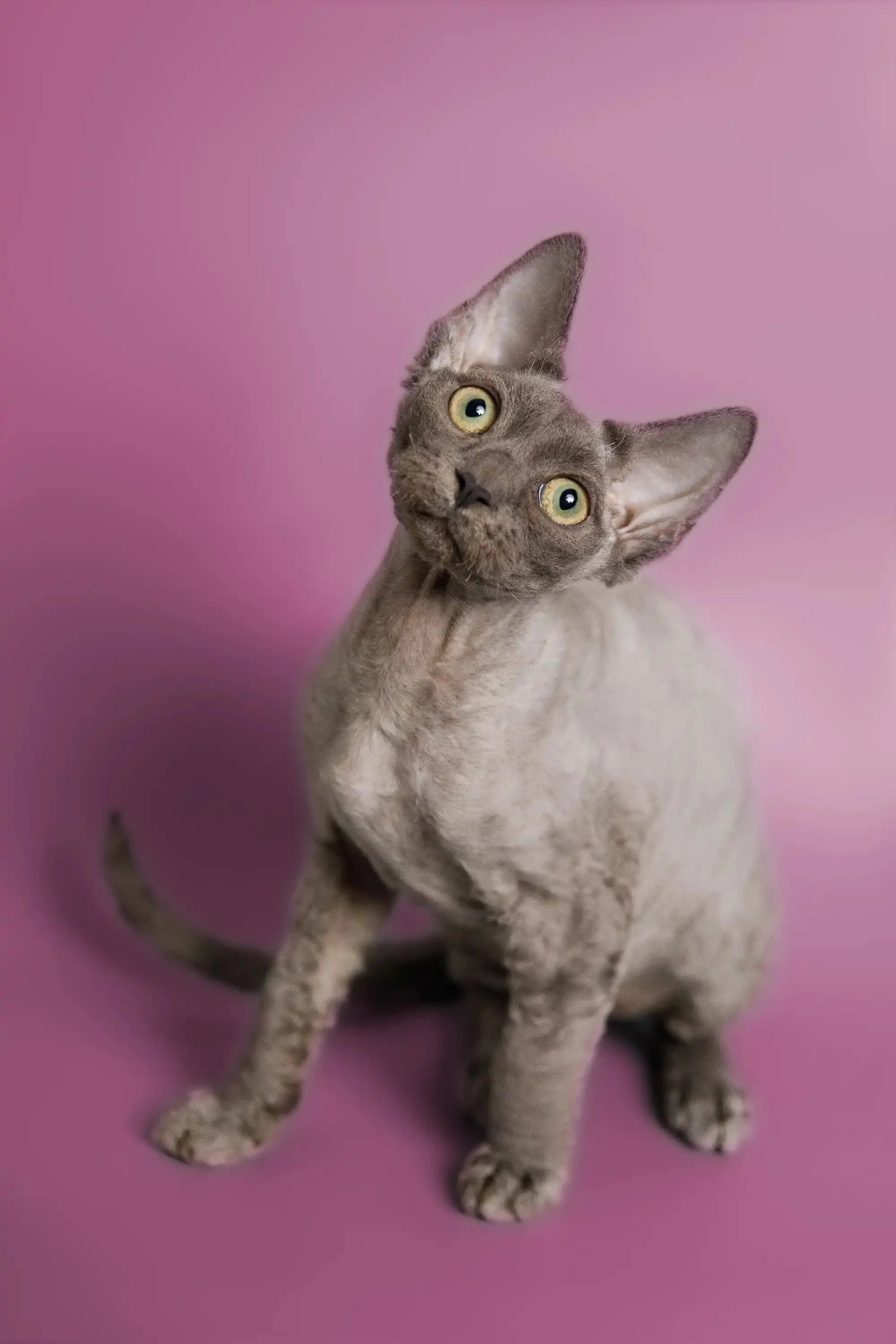 Rex Rescue Grey Rwi Adopt Ben Your Playful Devon Rex Kitten