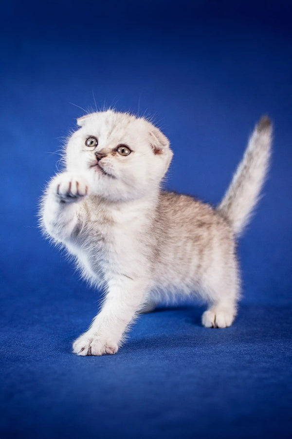 Cute White and Tan Scottish Fold Kitten Ben with one paw raised, ready to play