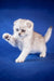 Playful white and gray Scottish Fold kitten named Ben with one paw raised