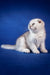 Cute White Scottish Fold Kitten with folded ears on a blue backdrop, Ben the Fold Kitten