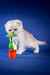 White Scottish Fold kitten Ben playing with a colorful toy flower in a pot