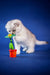 Fluffy Scottish Fold kitten named Ben playing with a bright toy flower