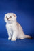 Adorable White Scottish Fold kitten named Ben with cute folded ears and round eyes