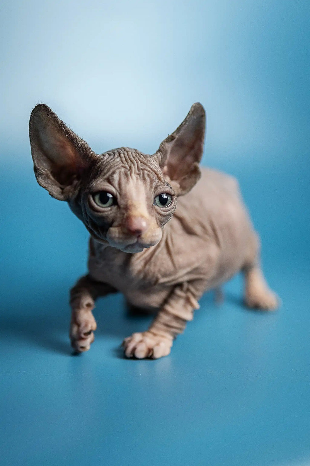 Hairless Sphynx Kittens for Sale Ben | Kitten