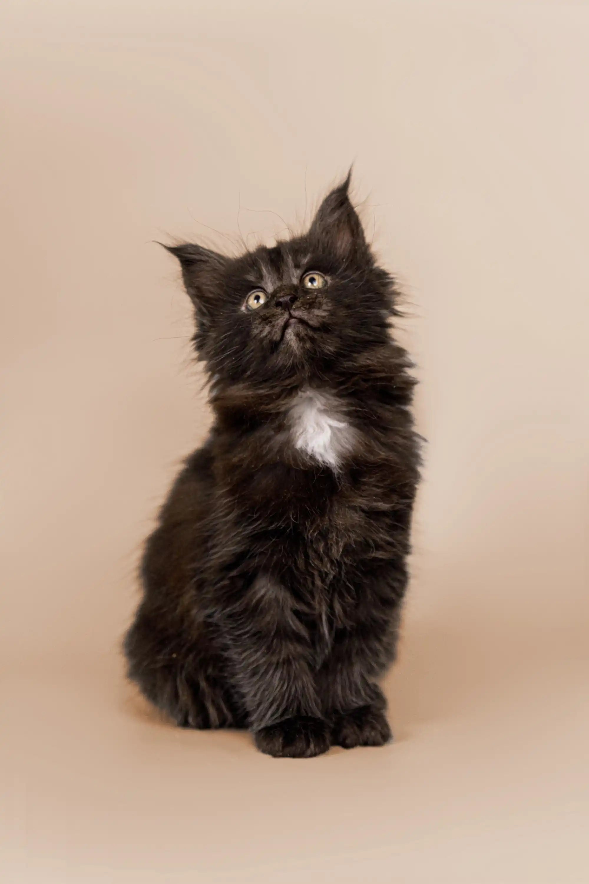 AVADA - Best Sellers Benedict | Maine Coon Kitten