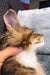 Fluffy Maine Coon kitten being gently petted on its head, adorable and playful