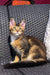 Tabby Maine Coon kitten with alert eyes lounging on a woven chair