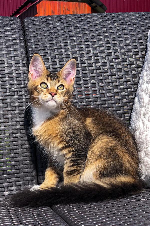 Tabby Maine Coon kitten with alert eyes lounging on a woven chair