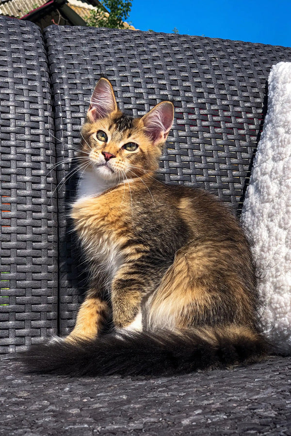 Tabby kitten chilling on a wicker chair, perfect Maine Coon kitten style