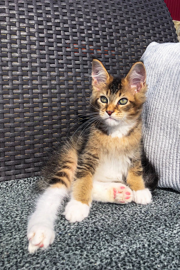 Adorable Maine Coon kitten sitting on a cushion with white paws stretched out