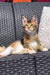 Tabby kitten chilling on a wicker chair, perfect for Maine Coon lovers